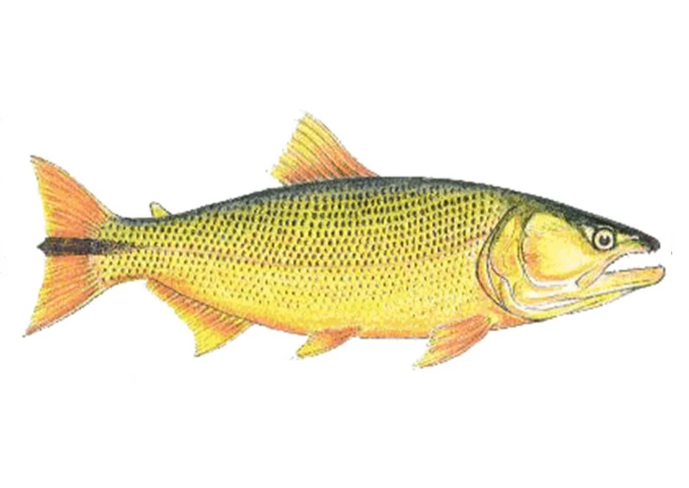Peixe Dourado